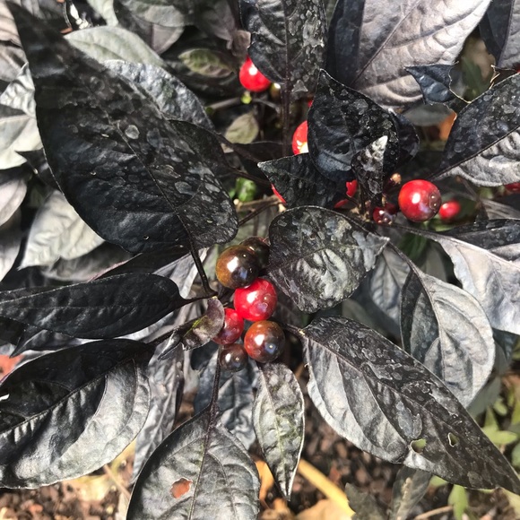 WELCOME!!😄⭐️😄⭐️😄⭐️😄💋 - Picture 8 of 8